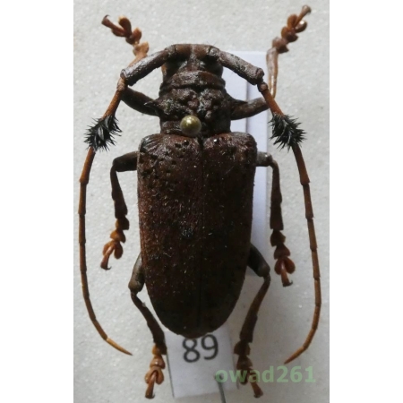 Aristobia freneyi Schmitt, 1992 27mm Thailand89